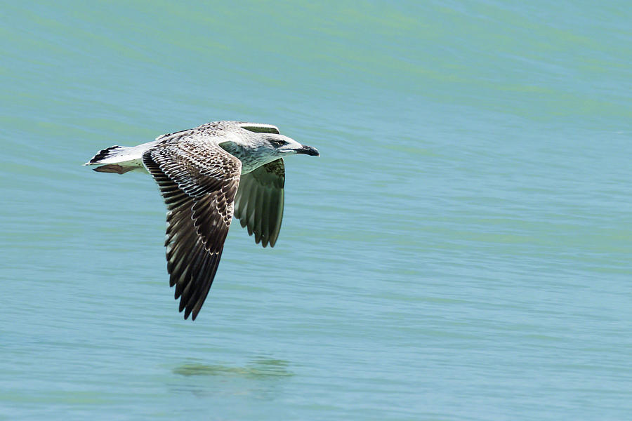Juvenile Great Black-backed Gull in Flight Photograph by Dawn Currie