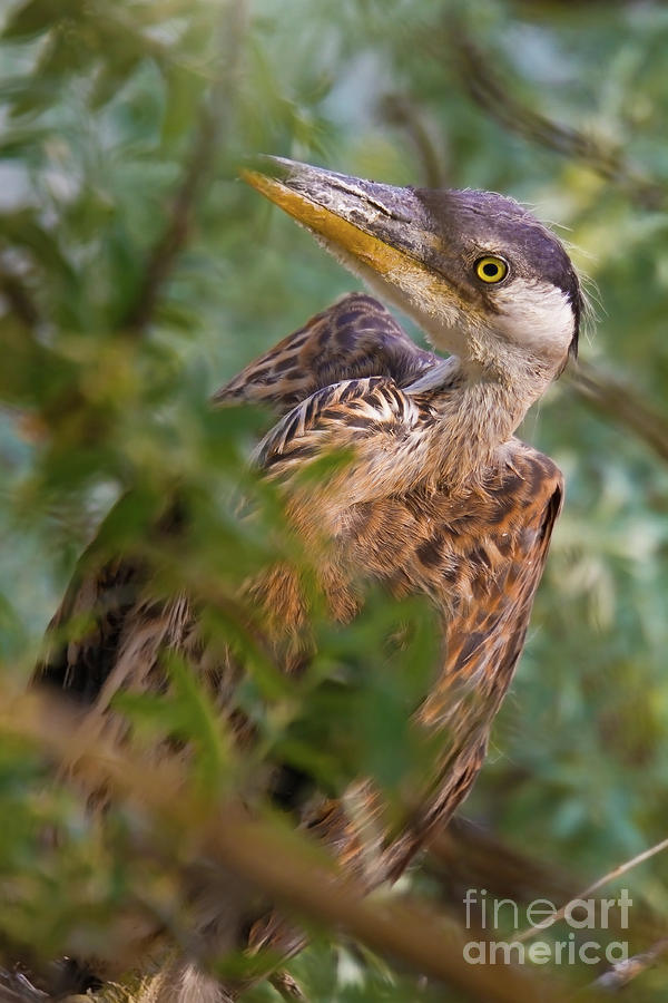 Nw Bird Blog: Great Blue Heron - Juvenile 555