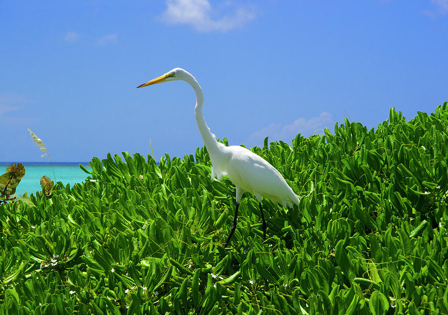 Crane Photograph - Juvenile Great Egret, Turks and Caicos by Marie Hicks