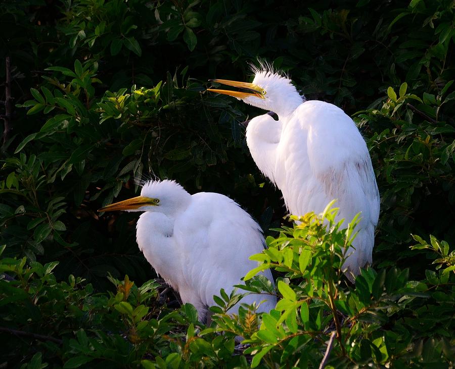 Juvenile Great Egrets Hanging Out at the Rookery Photograph by Patricia Twardzik