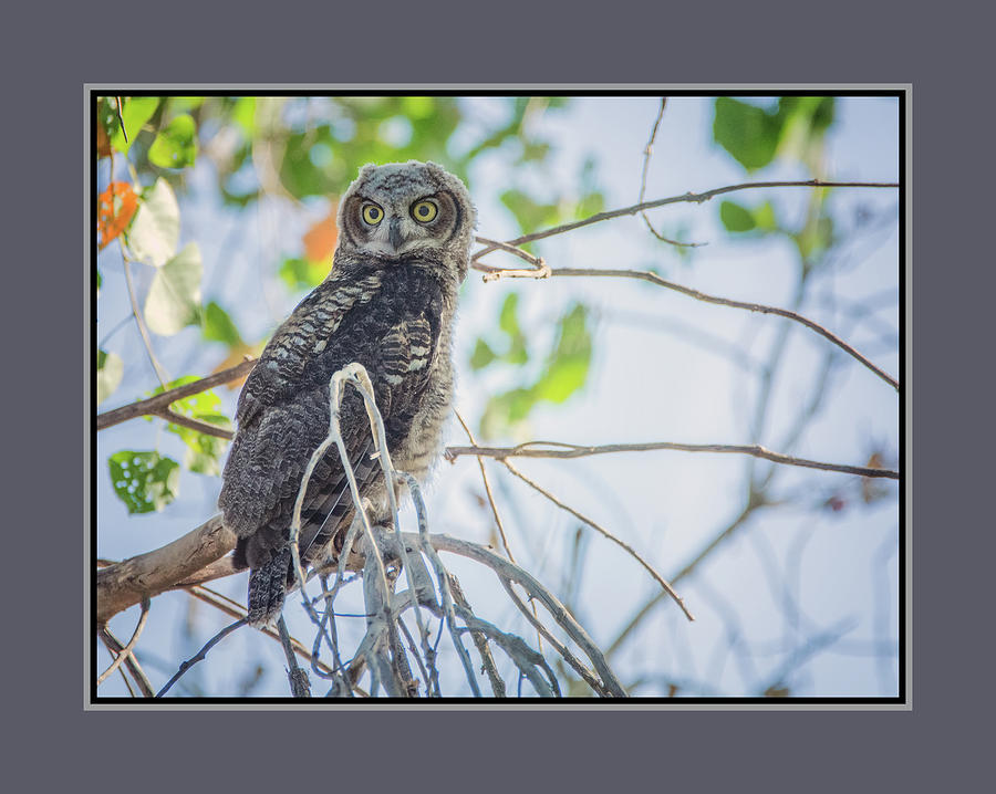 Juvenile Great Horned Owl 0460-051318-1cr-matte Photograph by Tam Ryan