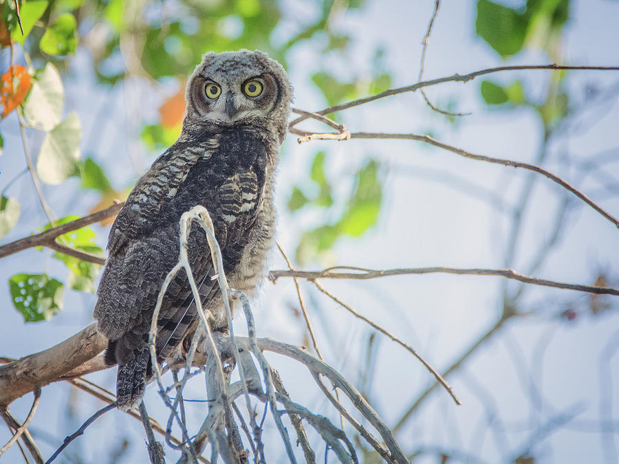 Juvenile Great Horned Owl 0460-051318-1cr Photograph by Tam Ryan