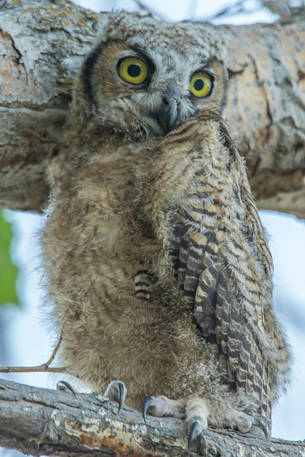 Juvenile Great Horned Owl Portrait Photograph by Marc Crumpler