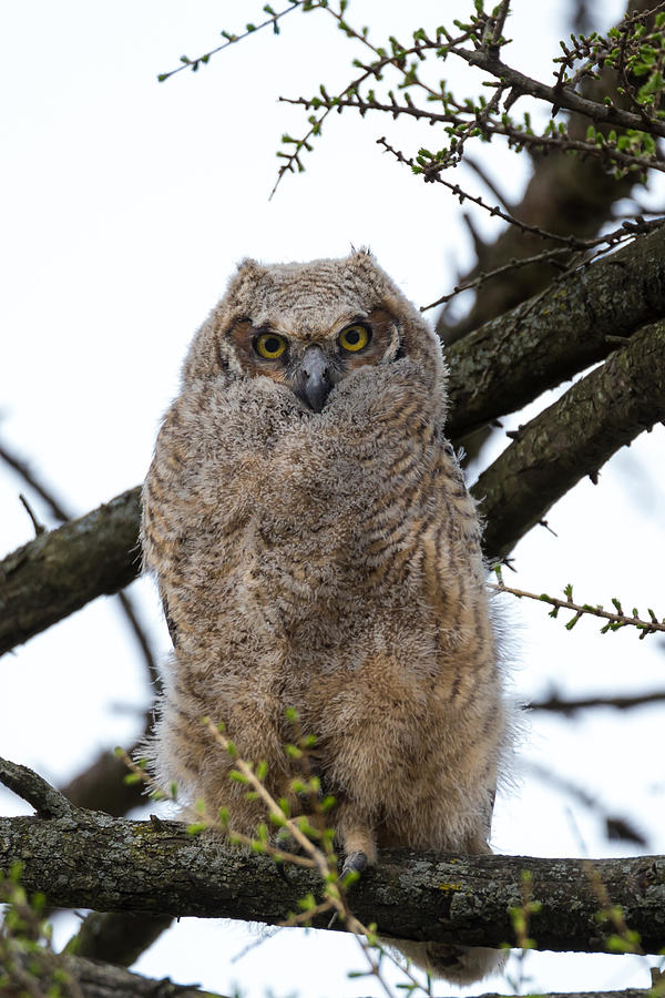 Juvenile Great Horned Owl Photograph by Paul Schultz