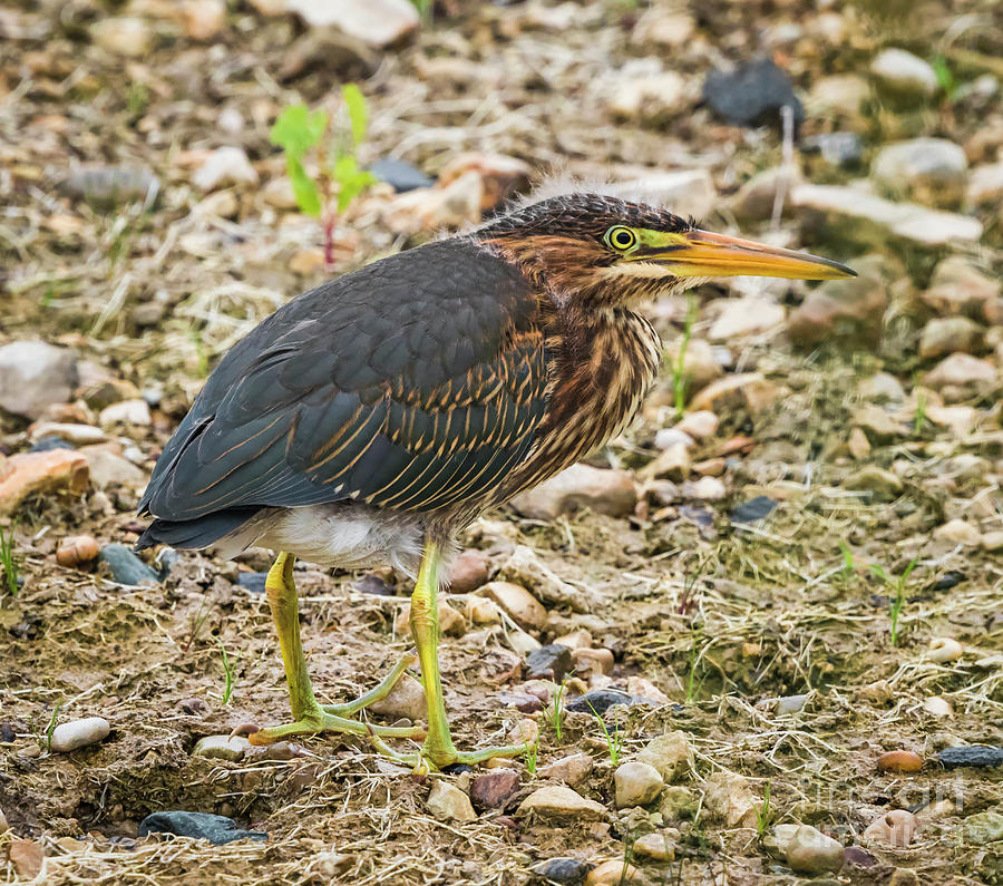 Juvenile Green Heron Photograph by Ricky L Jones