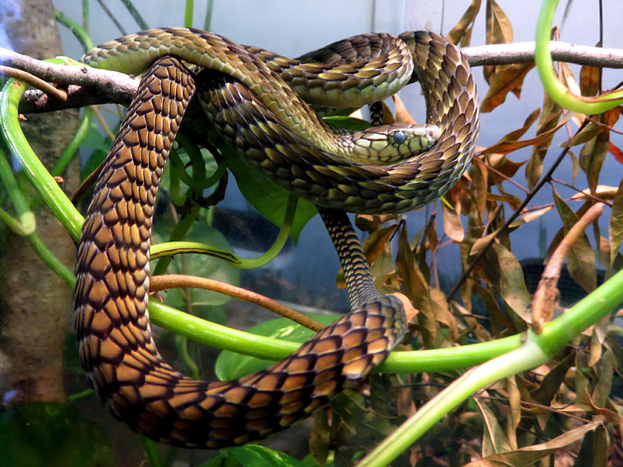 Juvenile Green Mamba Photograph by J M Farris Photography - Fine Art ...