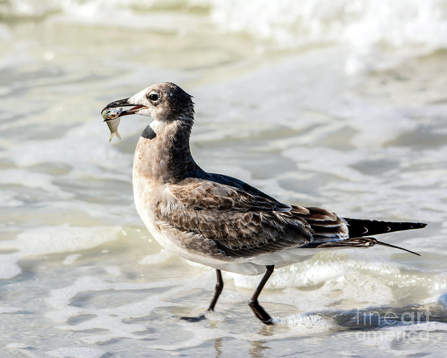Juvenile Gull with Fish Photograph by John Greco