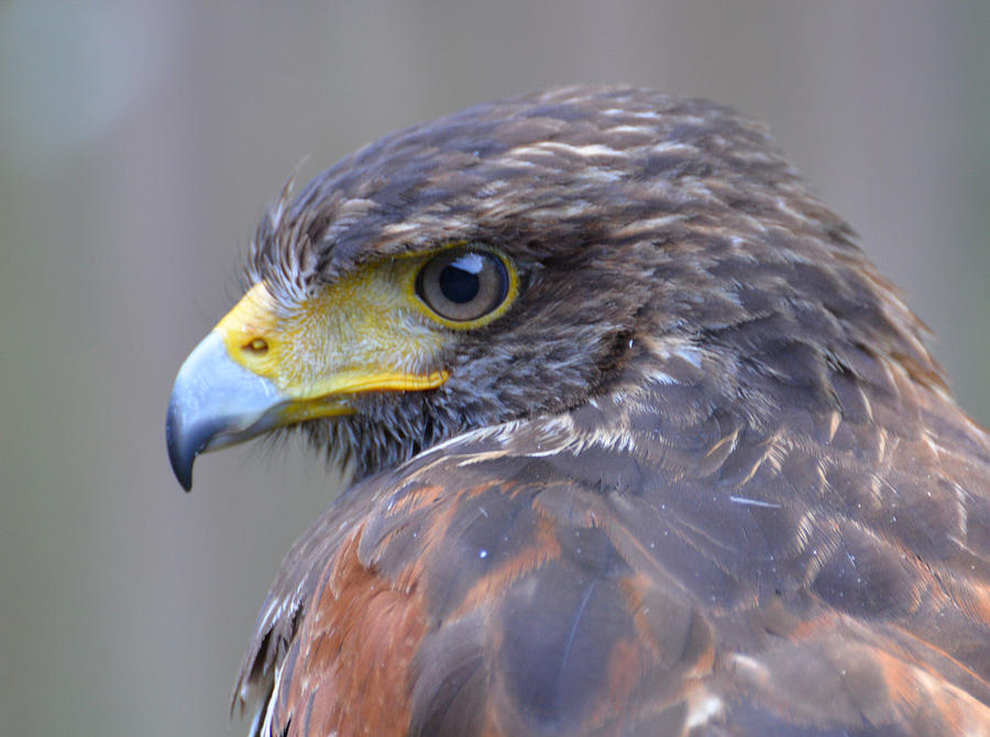 Juvenile Harris' Hawk Photograph by Erin Morie - Fine Art America