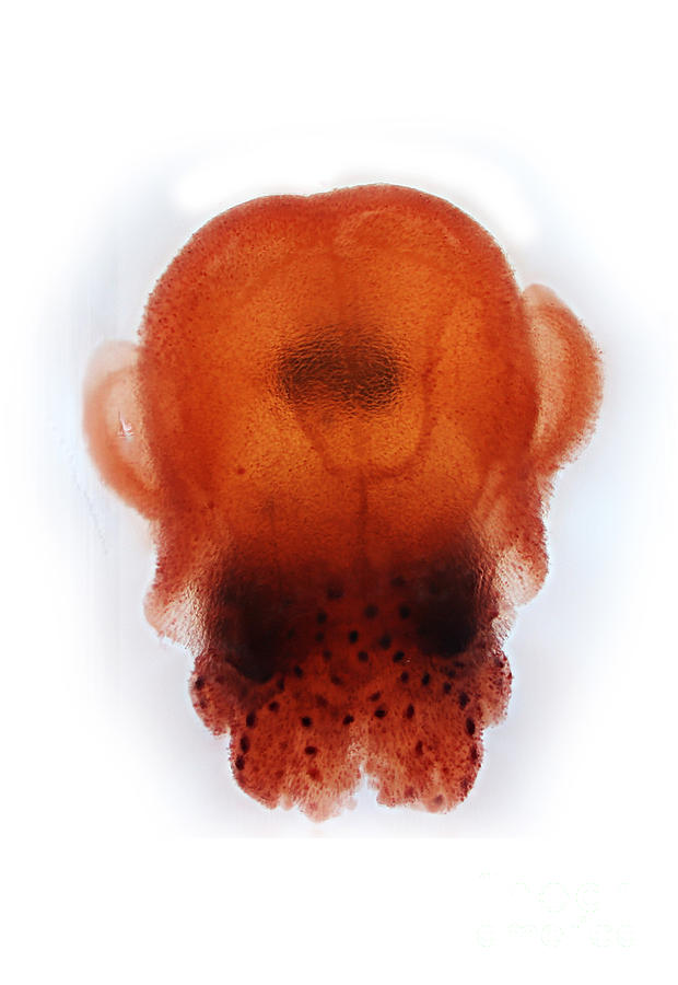 Juvenile Hawaiian Bobtail Squid Photograph by Macroscopic Solutions