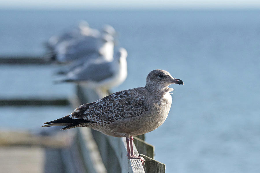 Juvenile Herring Gull Photograph by Michael Peychich
