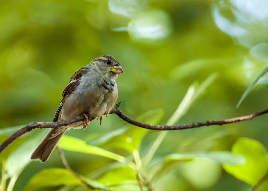 Juvenile House Sparrow Photograph by Cathy Kovarik