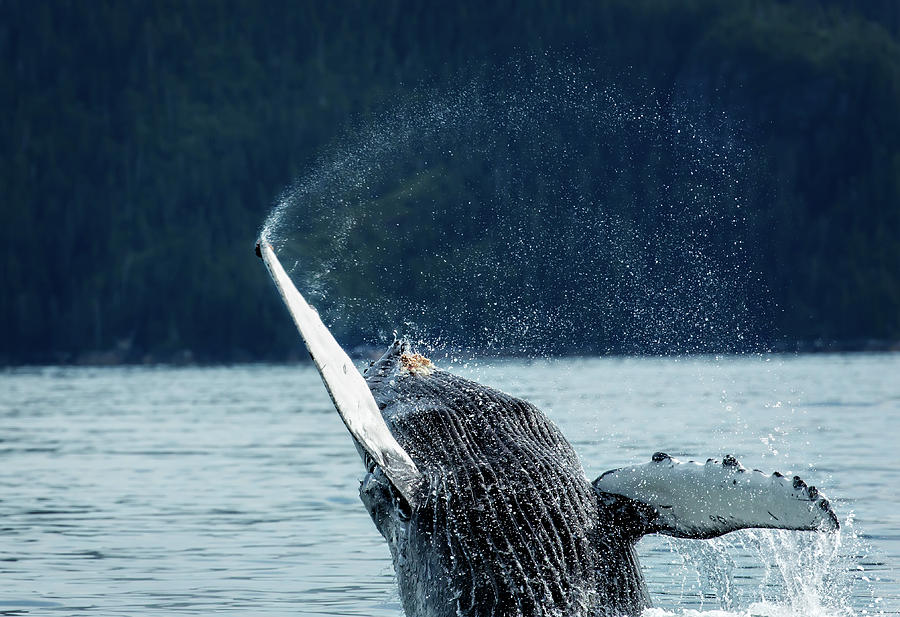 Juvenile Humpback Whale Breeches  Photograph by Steven Upton