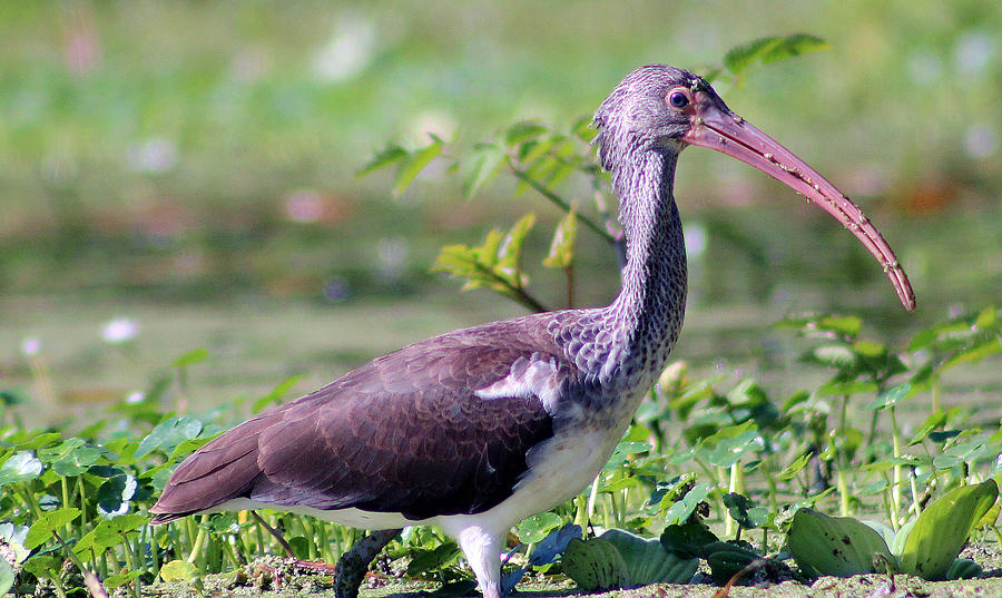 Juvenile Ibis Photograph by DB Hayes