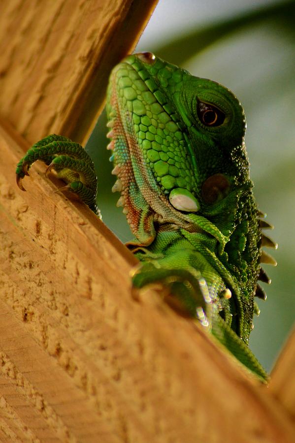Juvenile Iguana USVI Photograph by Tamara Michael