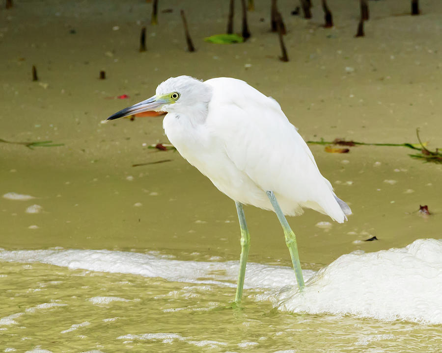 Juvenile Little Blue Heron At Waters Edge - 