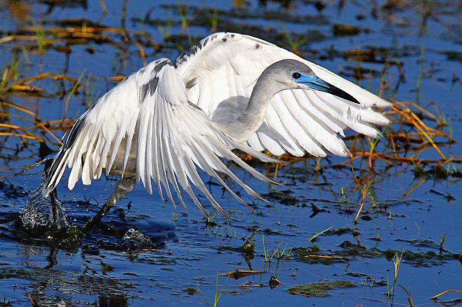 Juvenile Little Blue Heron by Ira Runyan Juvenile Little Blue Heron by Ira Runyan