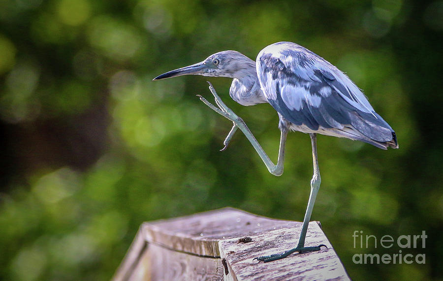 Juvenile Little Blue Heron Photograph by Tom Claud