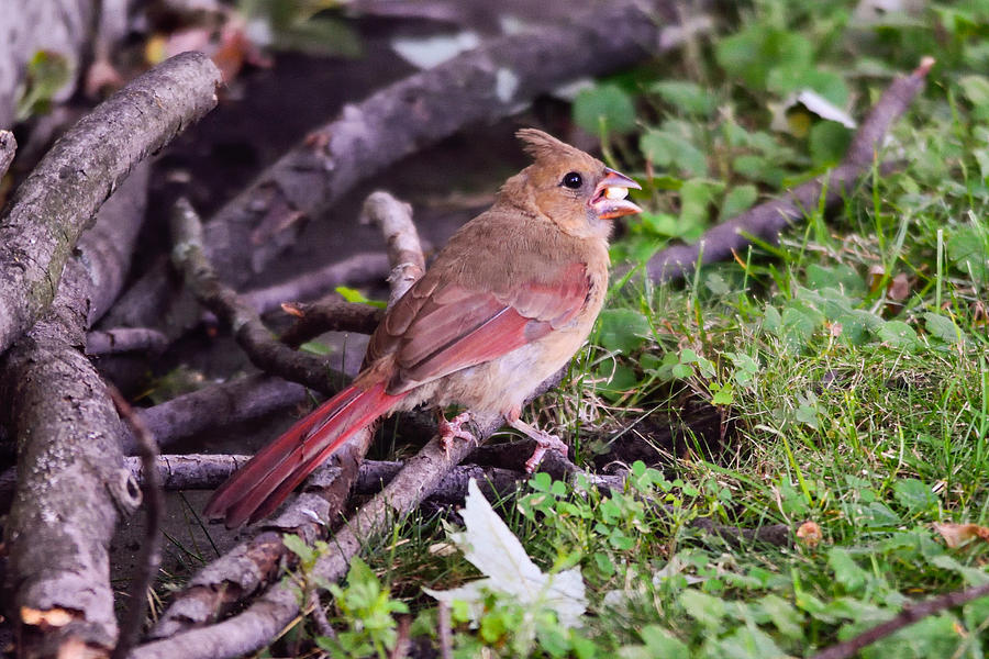 Juvenile Male Cardinal Photograph by Deborah Ritch