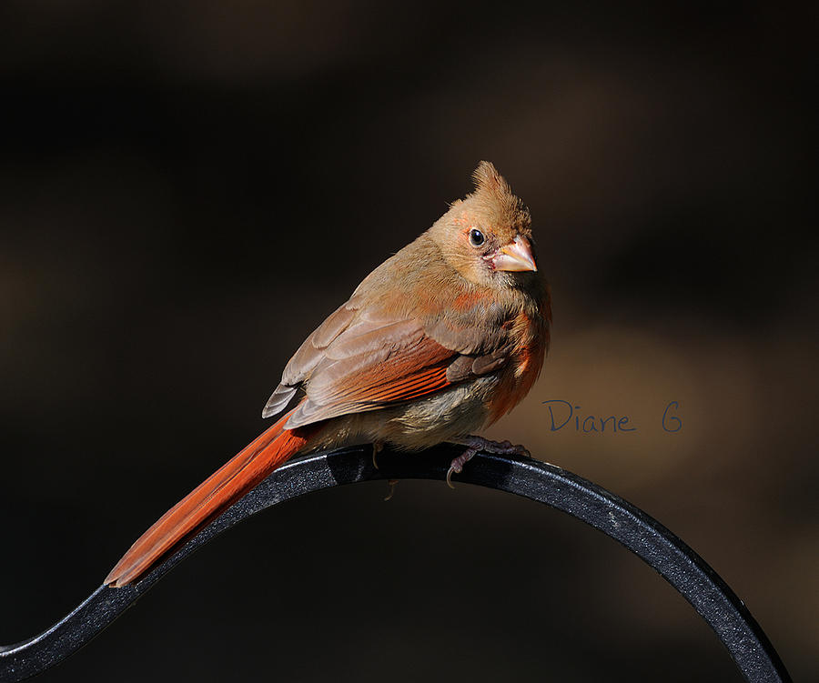 Juvenile Male Cardinal Photograph by Diane Giurco