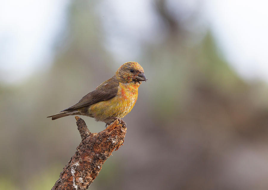 Crossbill Photograph - Juvenile Male Red Crossbill by Doug Lloyd