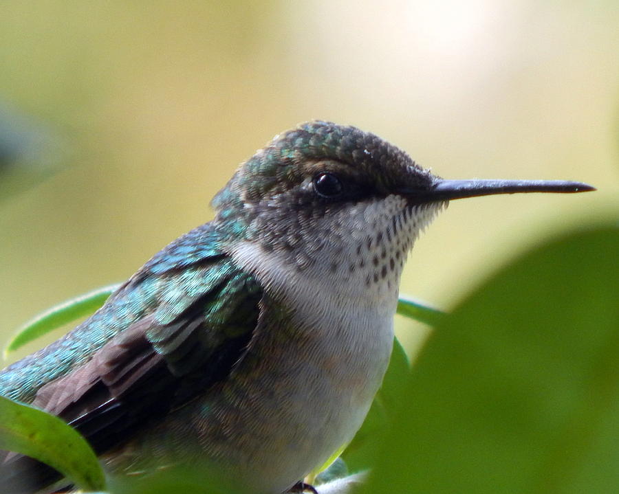 Juvenile Male Ruby Throated Hummingbird Photograph by Laura Birdsong ...