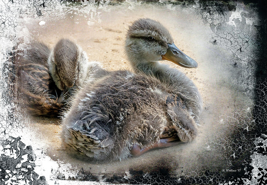 Juvenile Mallards With Textured Edge Photograph by Brian Wallace