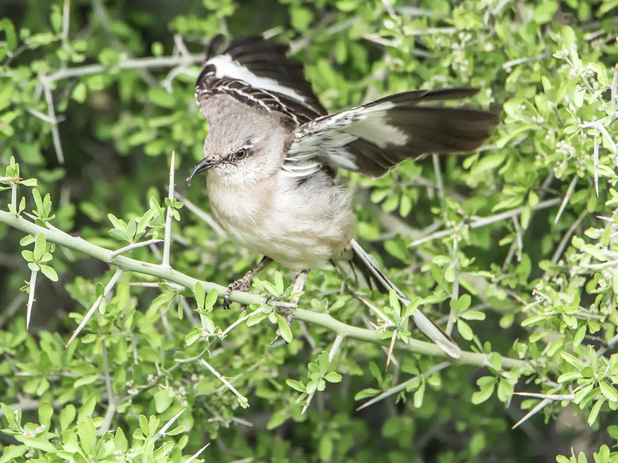 Juvenile Mockingbird with Crossbill Photograph by Tam Ryan