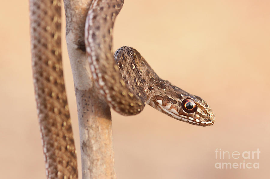 juvenile Montpellier snake Photograph by Alon Meir