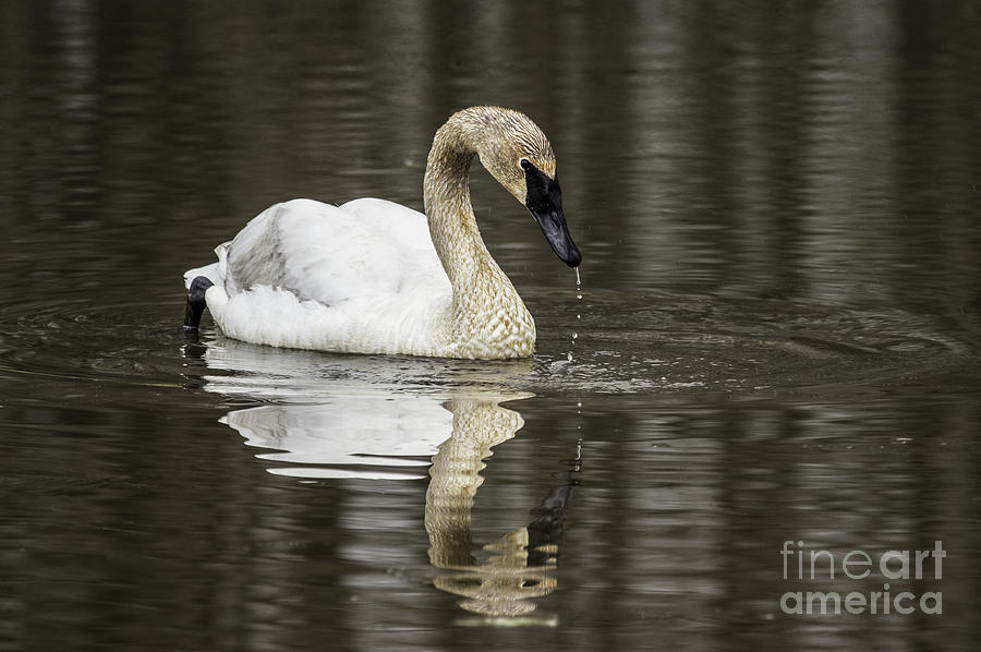 Juvenile Swan Photograph by Jeannette Hunt
