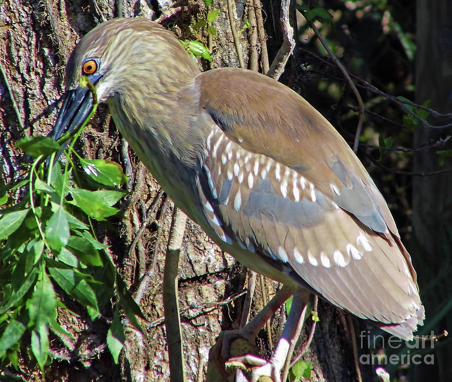 Juvenile Black Crowned Night Heron Photograph by D Hackett