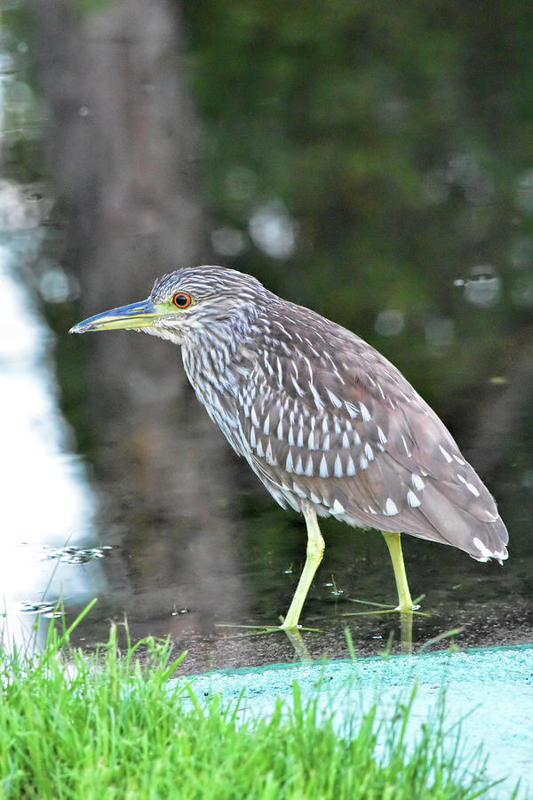 Juvenile Night Heron Photograph by William Tasker - Fine Art America