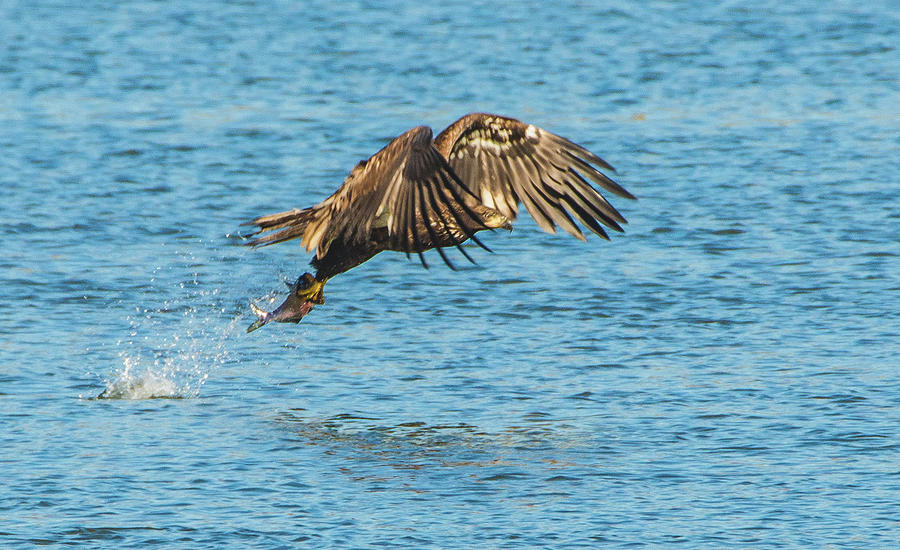 Juvenile North American Bald Eagle Fishing Success Photograph by Jeff at JSJ Photography