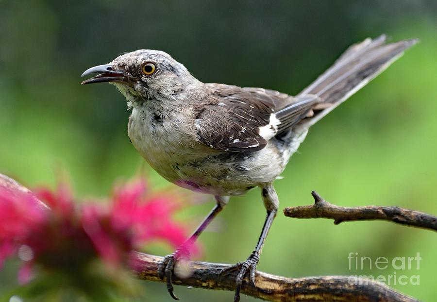 Juvenile Northern Mockingbird Stopping By Photograph