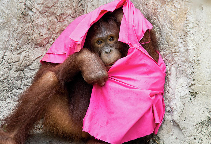 Juvenile Orangutan Photograph by John Black
