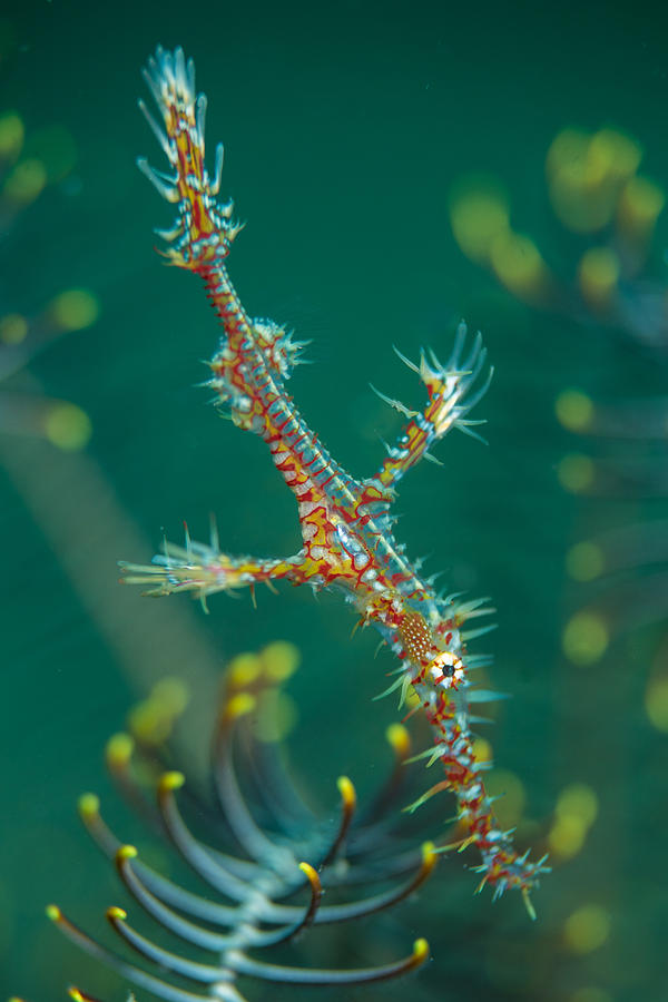 Fish Photograph - Juvenile Ornate Ghost Pipefish by J Gregory Sherman