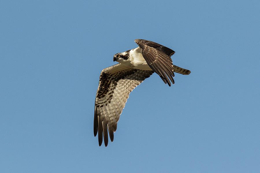 Juvenile Osprey in Flight Photograph by Tony Hake - Pixels