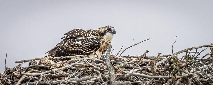 Juvenile Osprey In Summer Photograph by Yeates Photography