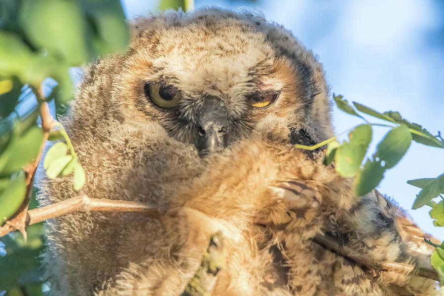 Juvenile Owl in Late Afternoon Light Photograph by Marc Crumpler