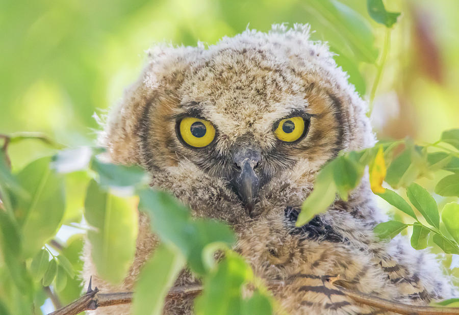 Juvenile Owl Stare Photograph by Marc Crumpler