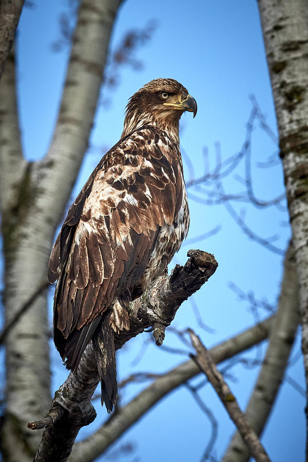 Juvenile Perched Eagle Photograph by Paul Freidlund