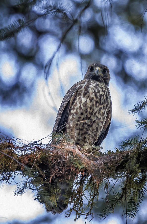 Young Raptor Photograph by Belinda Greb