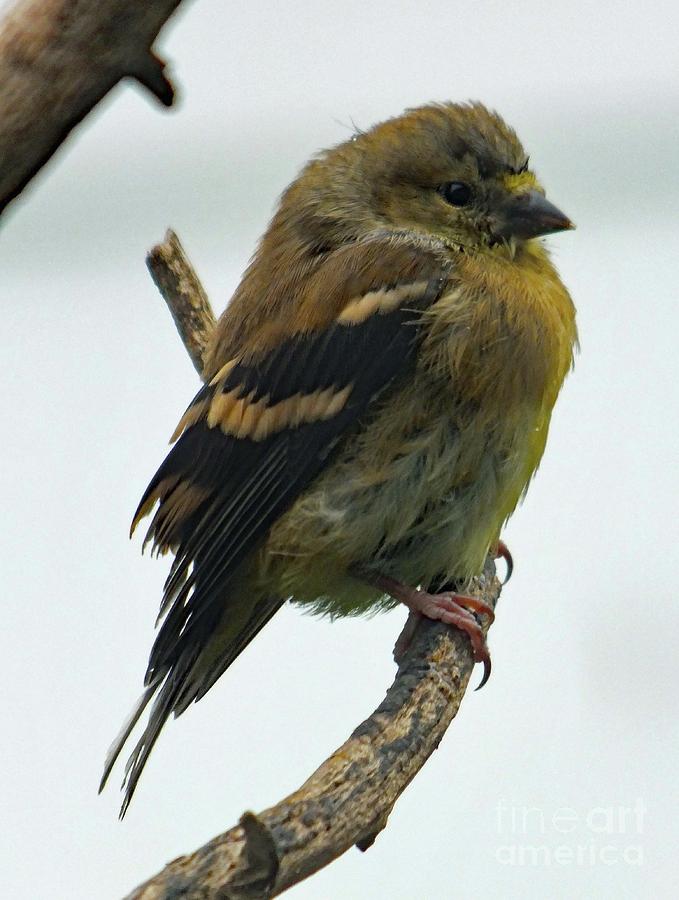 Juvenile Perfect Pose - American Goldfinch Photograph by Cindy Treger