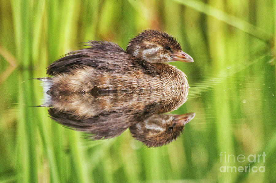 Nature Photograph - Juvenile Pied Billed Grebe by Ruth Jolly