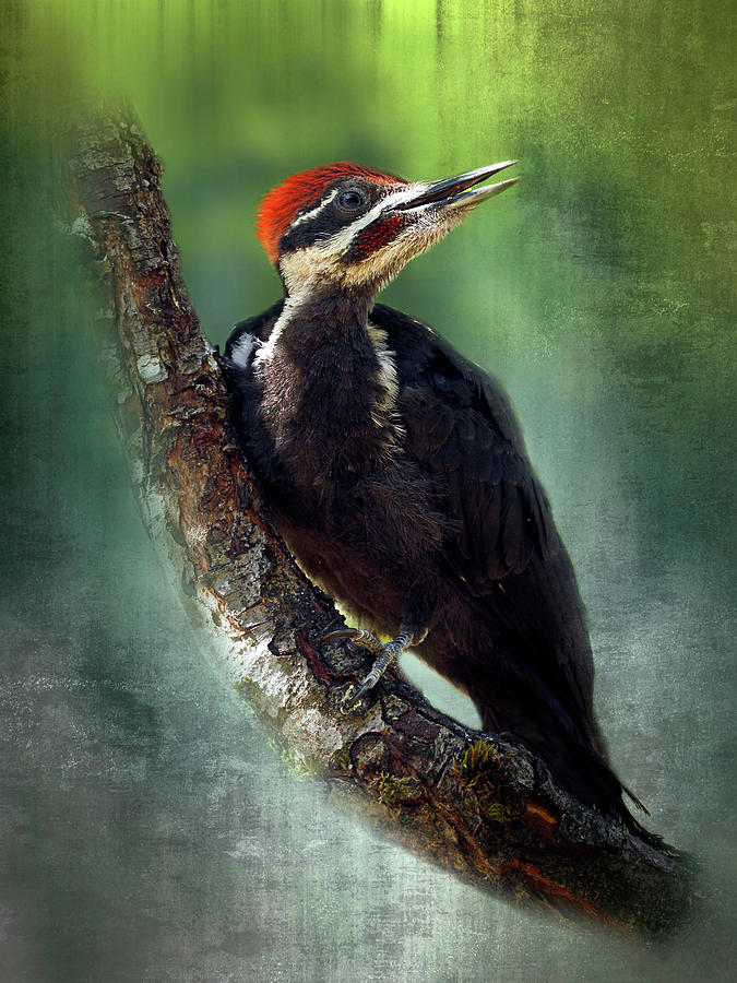 Juvenile Pileated Woodpecker - 350-135 Photograph by Inge Riis McDonald