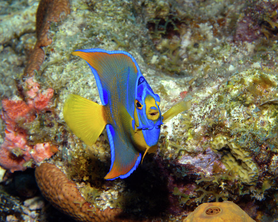 Juvenile Queen Angelfish, U. S. Virgin Islands Photograph by Pauline Walsh Jacobson