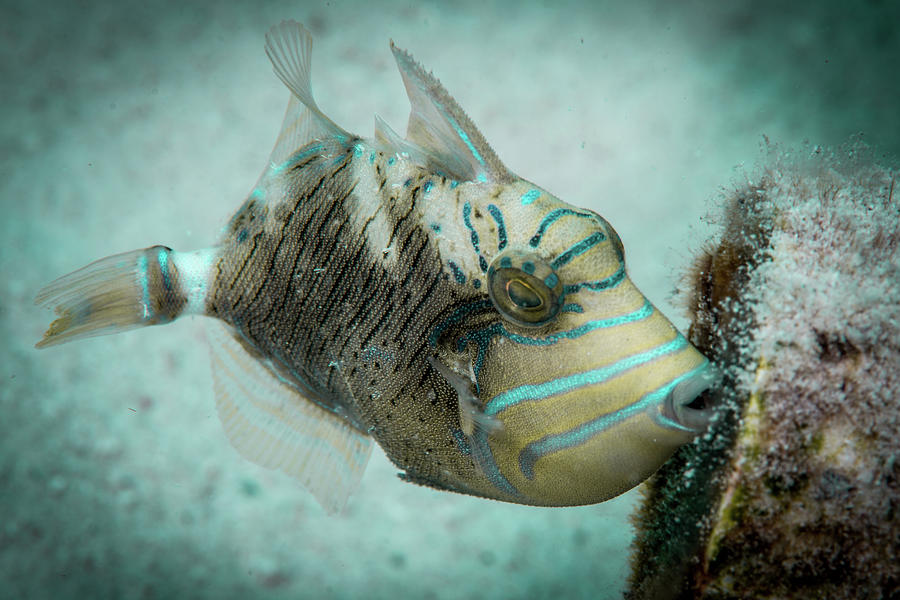 queen triggerfish