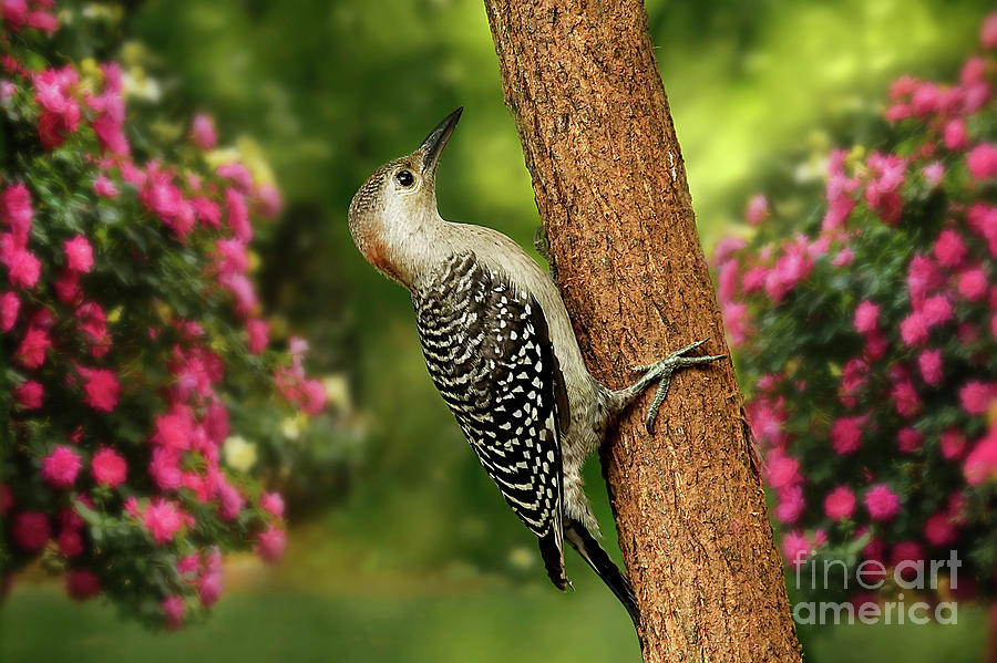 Juvenile Red Bellied Woodpecker Photograph by Darren Fisher