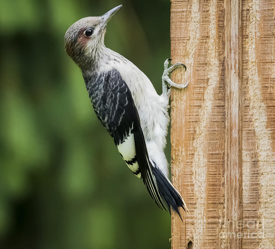 Juvenile Red Headed Woodpecker Photograph