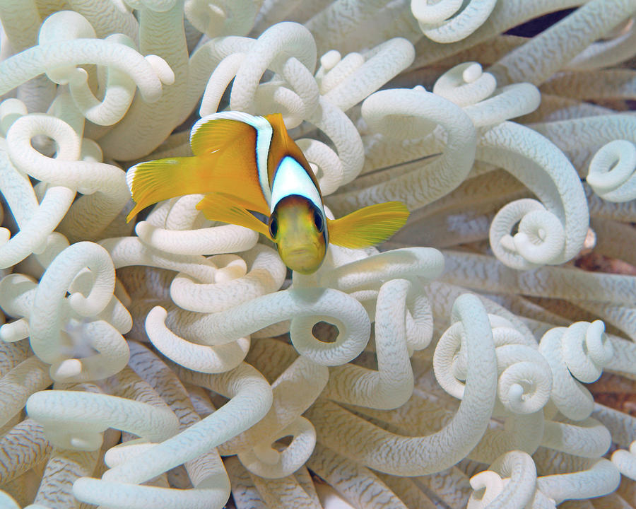 Juvenile Red Sea Clownfish, Eilat, Israel 3 Photograph by Pauline Walsh Jacobson