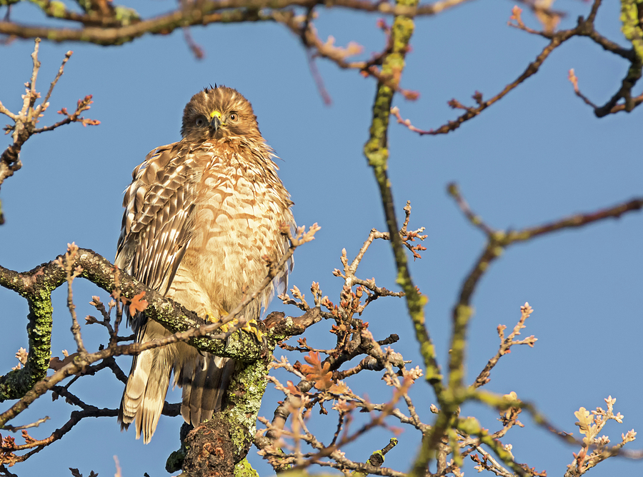 Juvenile Red-shouldered Hawk Photograph by Loree Johnson